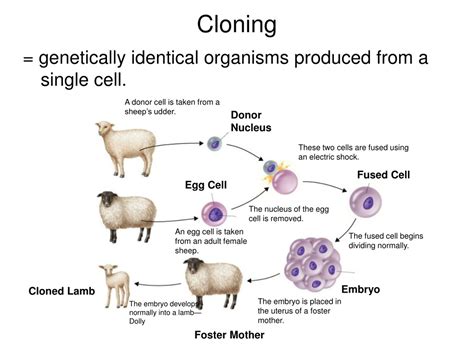 cloning results in two organisms that are|20.2: Cloning .